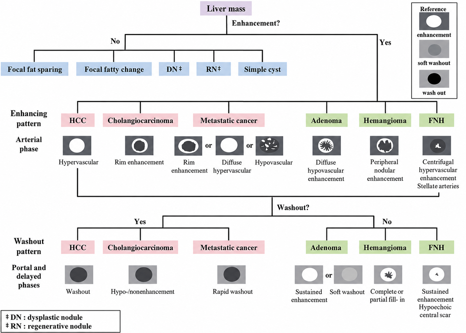 Liver mass enhancement pattern algorithm