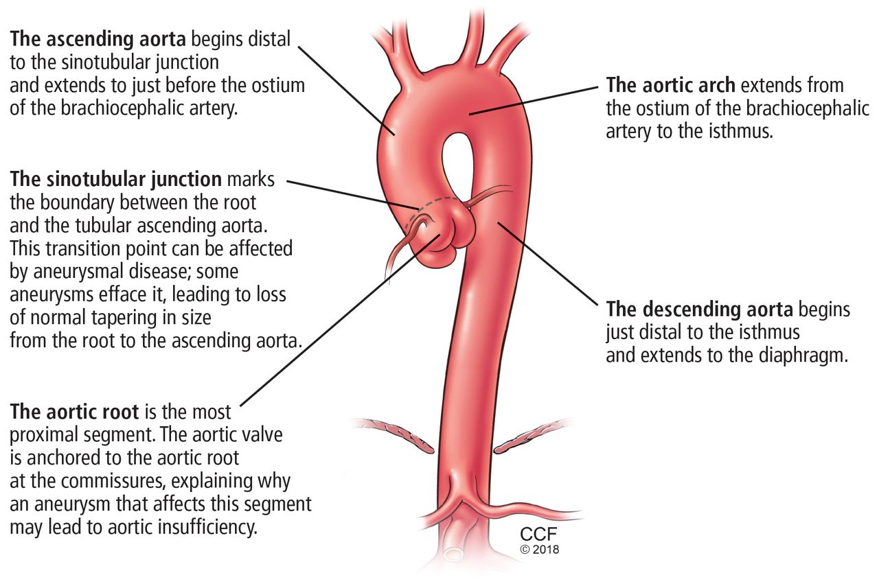 Thoracic aorta anatomic segments