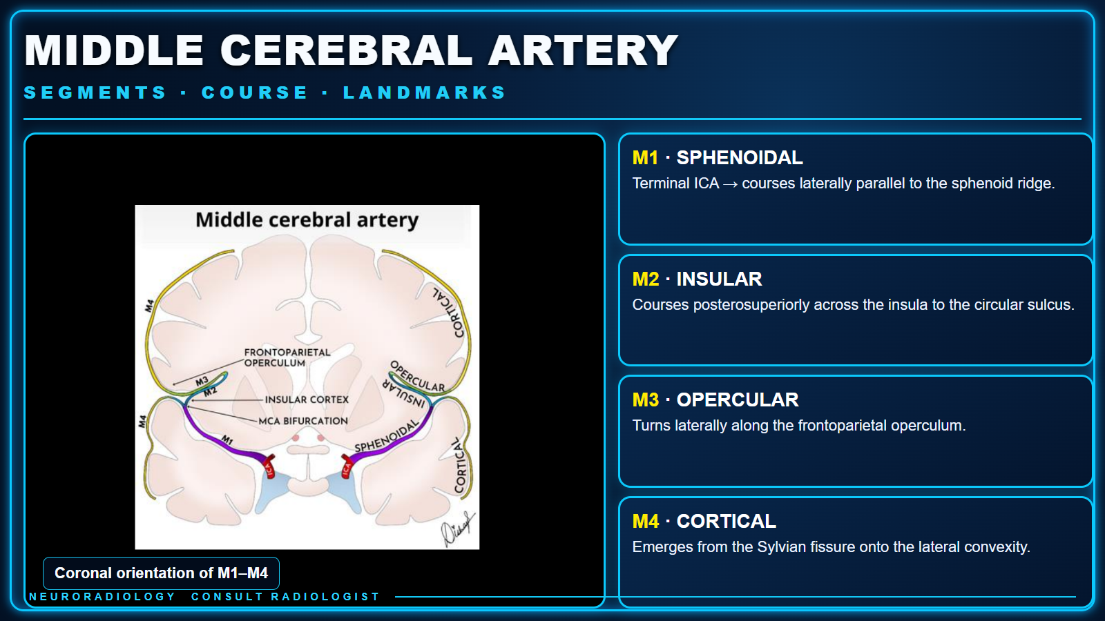 Themed teaching card showing a preserved coronal MCA diagram beside concise descriptions of the M1 through M4 segments