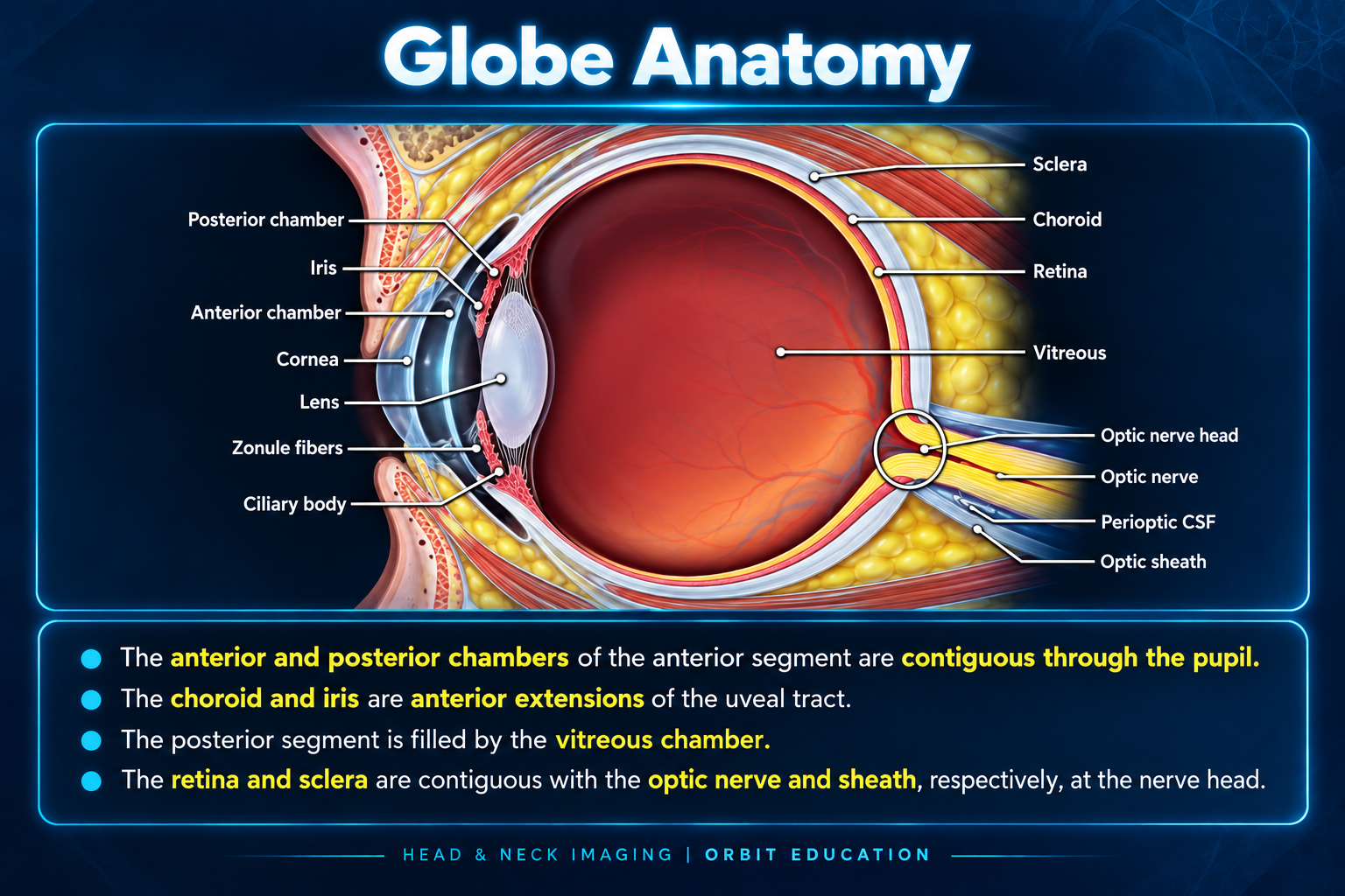 Detailed labeled anatomy of the globe