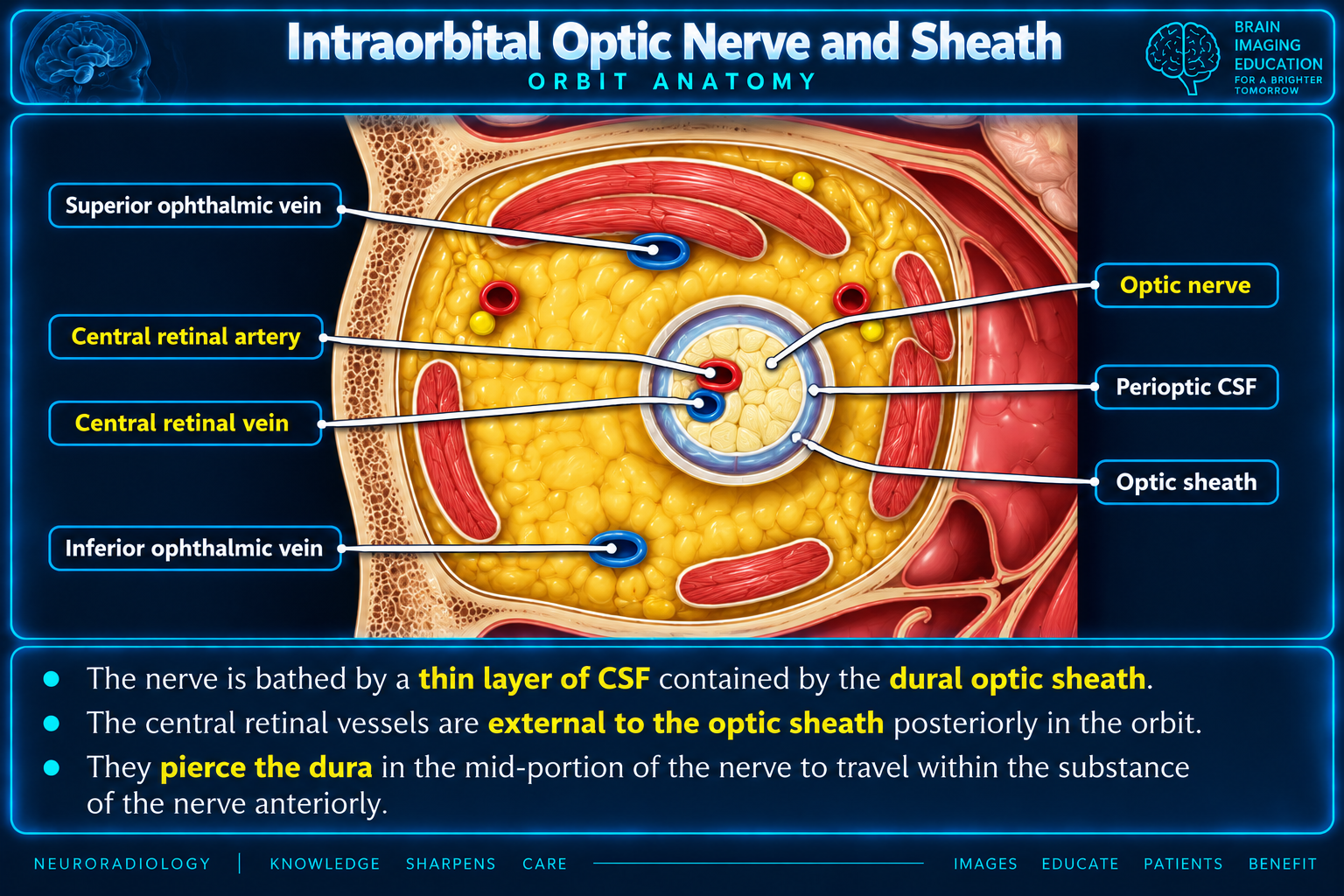 Intraorbital optic nerve and sheath
