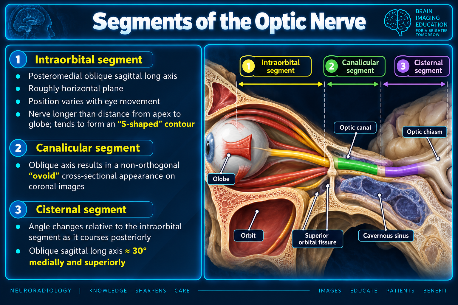 Segments of the optic nerve