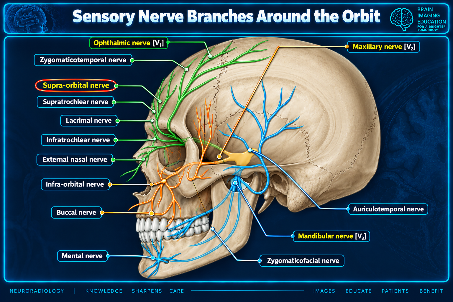Sensory nerve branches around the orbit