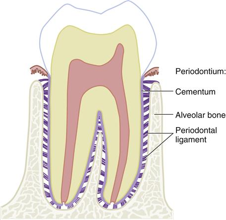 Periodontal Ligament