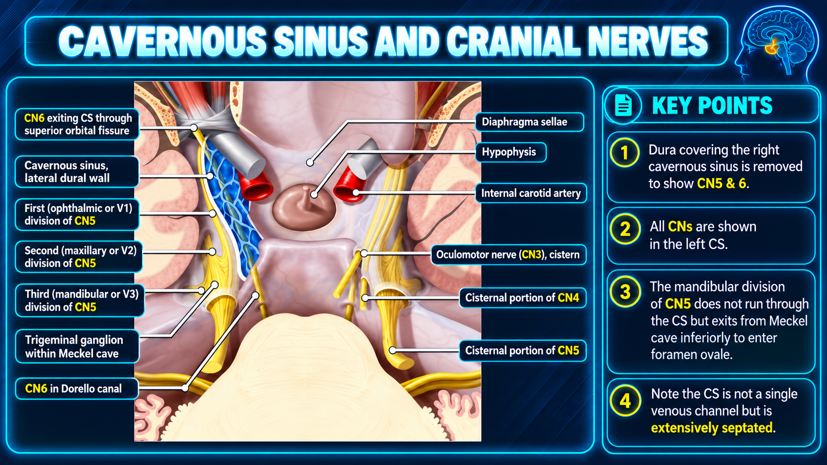 Cavernous sinus cranial nerves internal carotid artery and adjacent structures