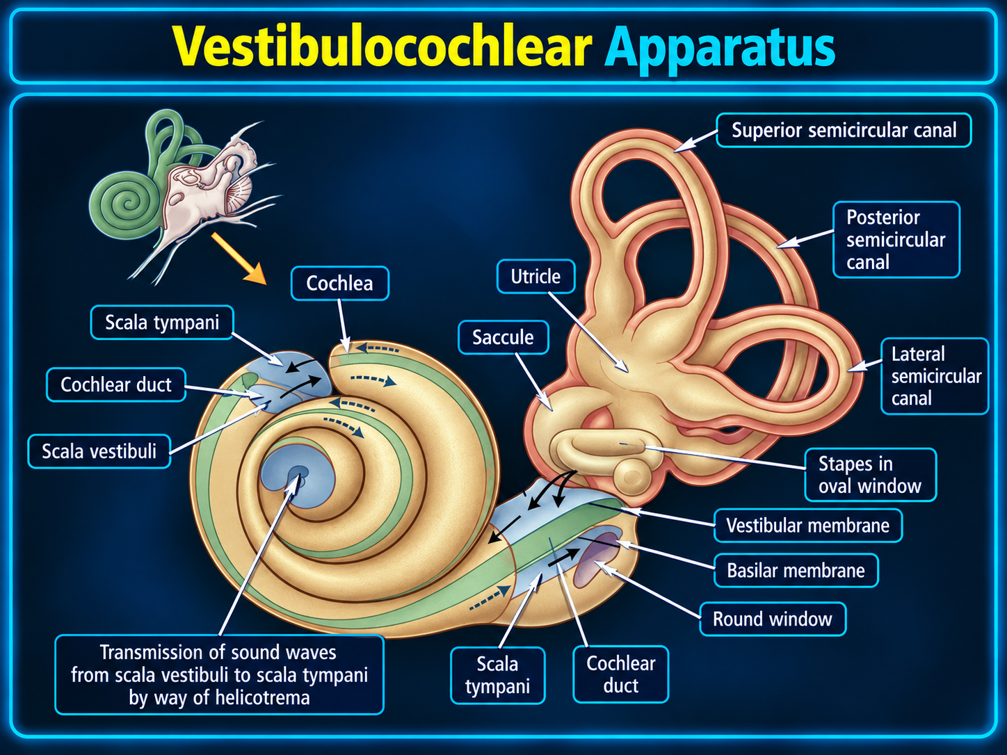 Labeled cochlea, vestibule, and semicircular canal anatomy